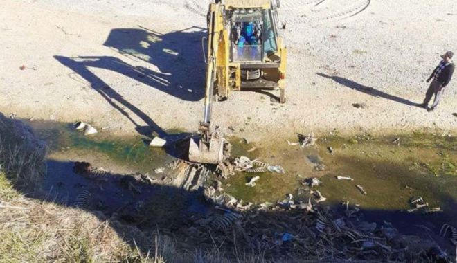 Aproape o tonă de resturi de animale, descoperite în albia unui râu din Argeș - resturianimale-1637598326.jpg