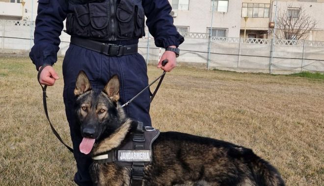 Rex este noul coleg canin al jandarmilor constănţeni, care îi va ajuta în misiuni - rex-1677251280.jpeg
