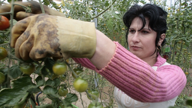 Se caută femei pentru munci agricole în Spania - romancamunctitoaremareabritanier-1481204433.jpg