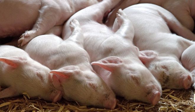 România a pierdut peste 1,2 milioane de porci - romaniaapierdutpeste12milioanede-1662660324.jpg