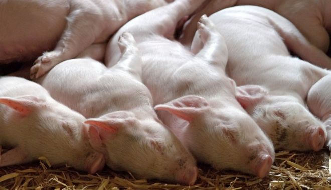 Peste 20 de mii de porci sacrificați, după confirmarea unui focar de pestă porcină