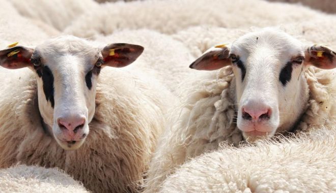 A fost deschis exportul de ovine către Maroc - romaniaareluatinfortaexportuldeo-1683806648.jpg