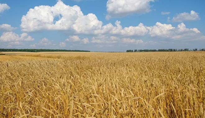 România are un nivel excepţional la recolta din acest an - romaniaareunnivelexceptional-1628435806.jpg