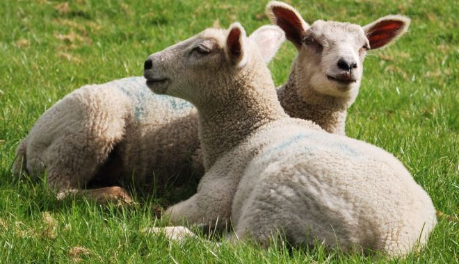 România exportă 800.000 de ovine în Iran - romaniaexporta-1550529165.jpg