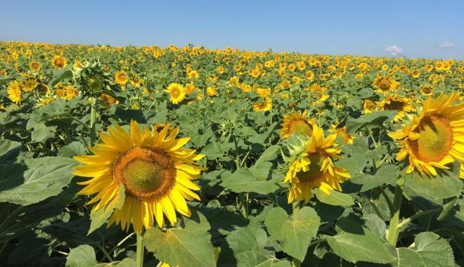 România rămâne cel mai mare producător de floarea-soarelui din Uniunea Europeană - romaniaramanecelmaimare-1617634147.jpg