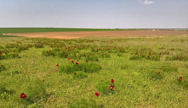 România este singura ţară din UE care are cinci ecosisteme diferite - romaniatara-1613554003.jpg