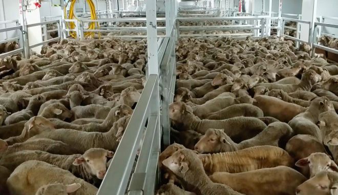 România va continua exportul de animale vii în Emiratele Arabe Unite - romaniavacontinuaexportul1-1615572713.jpg