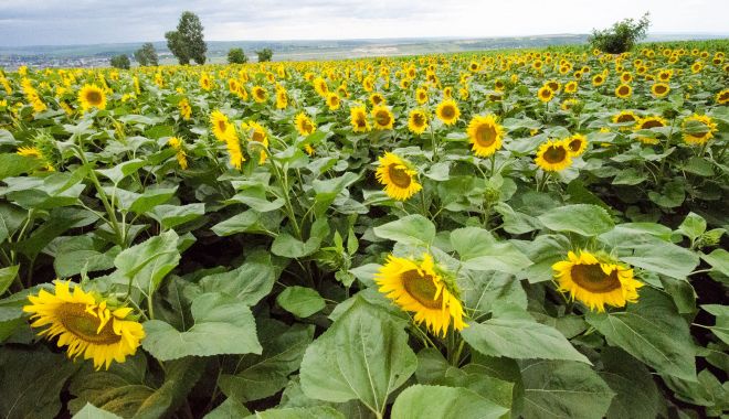 România va importa seminţe de floarea-soarelui din Argentina - romaniavaimporta-1615550296.jpg