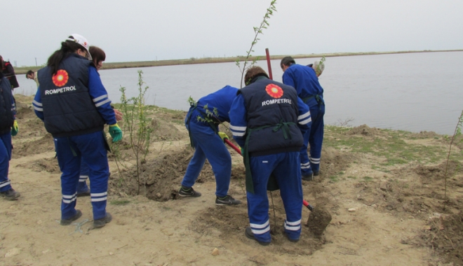 Angajații KMG International, acțiune de voluntariat în județul Constanța: 2.200 de copaci plantați în Corbu - rompetrolcopaci8-1460134262.jpg