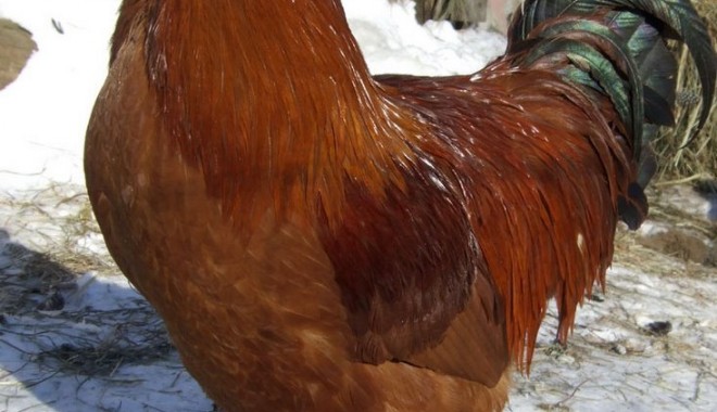 Ion a aflat cum e să fii găină - roosternhredonsnowdscf1642714219-1325197537.jpg