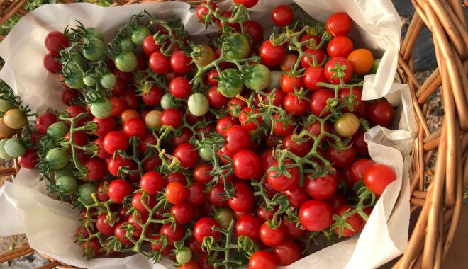 Roșiile cherry ajută vederea și previn anumite boli oculare - rosii2-1668612377.jpg