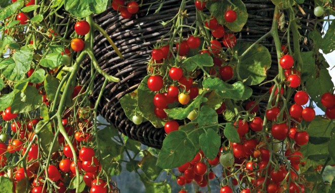 Roșiile cherry sunt pline de vitaminele A, B și C - rosiicherry-1343397088.jpg