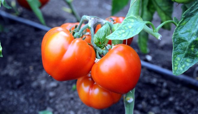 Roșiile românești au apărut pe piețele agroalimentare - rosiileramanesti-1526398918.jpg