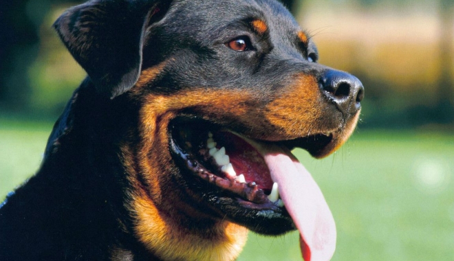 ȘOCANT. Bărbat sfâșiat de rottweiler în plină stradă - rottweiler-1487938728.jpg