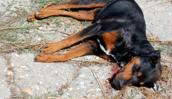 Rottweiler împușcat mortal după ce și-a mușcat stăpânul - rottweilerimpuscatmortalmuscatst-1410282811.jpg
