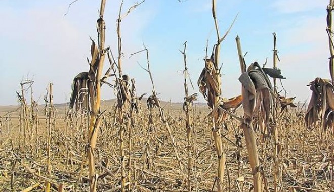 Agricultorii mai au de așteptat. Seceta nu se dă plecată din Dobrogea - rtemagicc6secetashutterstock6060-1349725426.jpg