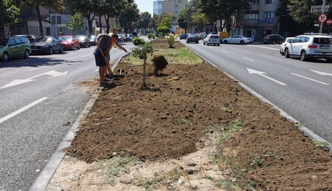 Rulouri de gazon și sistem modern de irigații, pe bulevardul Tomis - rulourigazon-1598030948.jpg