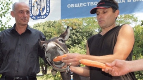 Un măgar candidează la Primărie? - runningforofficeeuropics79471000-1317228594.jpg