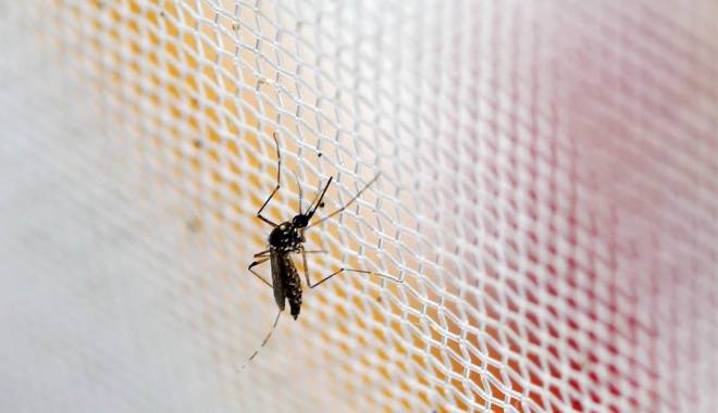 Rusia anunță primul caz de infectare cu virusul Zika - rusia-1455539835.jpg