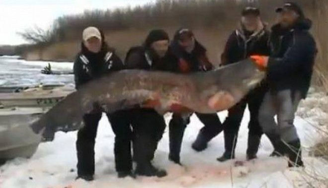 VIDEO/ Un SOMN de 195 DE KILOGRAME a fost prins în Rusia - rusid0f5d9cd0323448900-1357548293.jpg