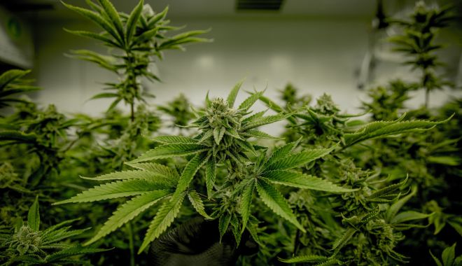Cultură uriașă de cannabis, descoperită de poliţişti. Plantele, udate cu un sistem de irigații și protejate cu camere video