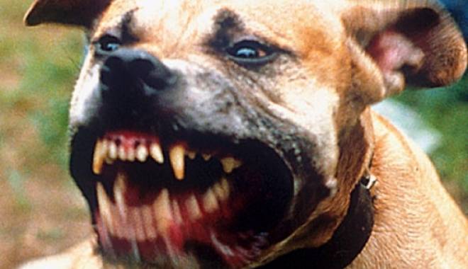 ÎNFIORĂTOR / Femeie omorâtă de câinele pitbull, care i-a sfârtecat trupul și i-a mâncat capul - s560x316pitbull1-1425298164.jpg