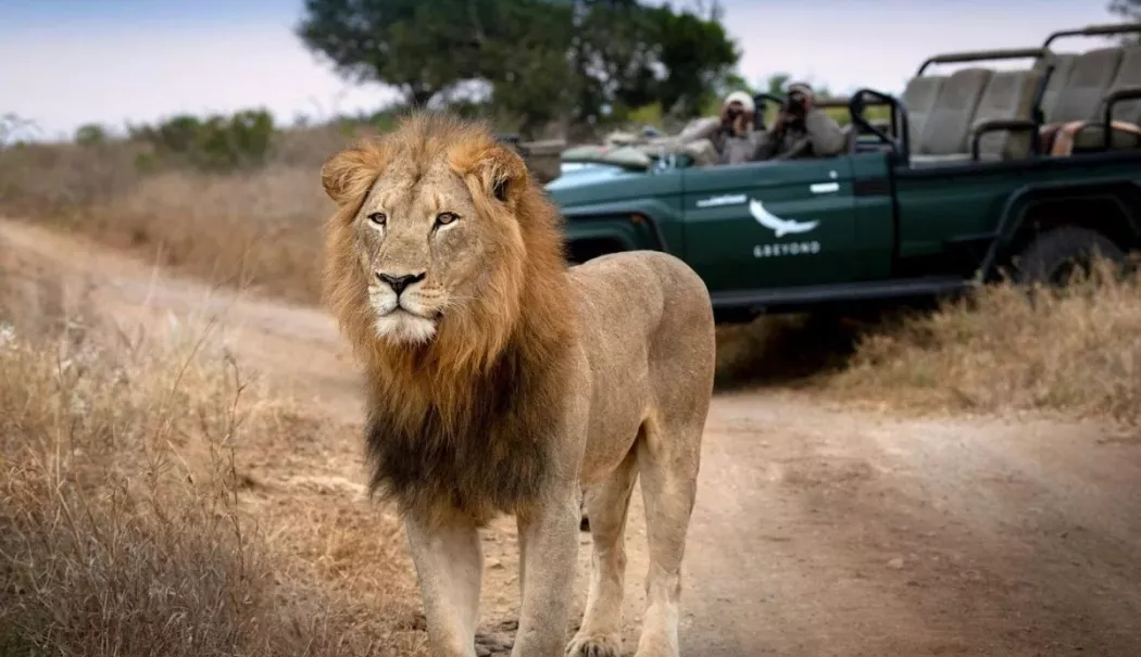 Foto - Ghidul de safari