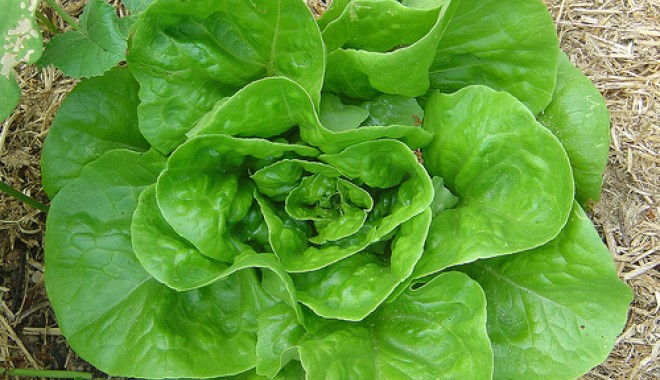 Două forme de sprijin pentru producătorii de lapte și pentru agricultura ecologică - salataverde-1340016656.jpg