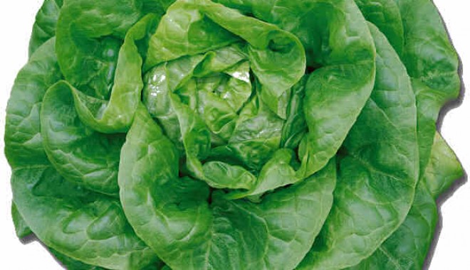 Salata verde din supermarket nu este chiar atât de sănătoasă - salataverde-1364422558.jpg