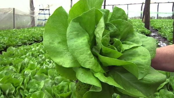ALERTĂ ALIMENTARĂ! CINCI PERSOANE AU MURIT, DUPĂ CE AU MÂNCAT SALATĂ INFESTATĂ CU E.COLI - salataverde-1527924367.jpg