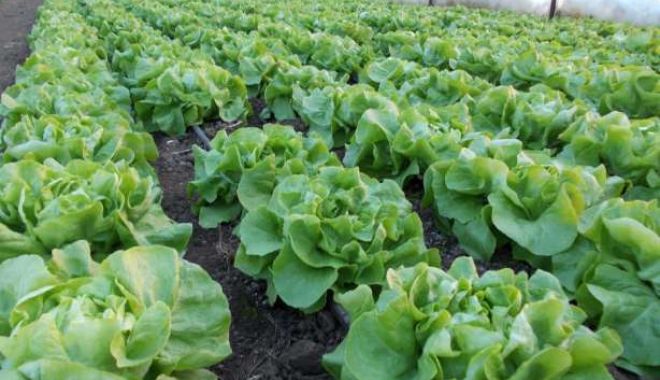 ALERTĂ SANITARĂ! SALATĂ VERDE INFESTATĂ CU E.COLI! - salataverde-1542785791.jpg