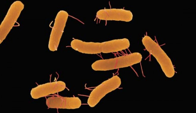 O nouă tulpină de salmonella rezistentă la antibiotice amenință să se răspândească în lume - salmonella1-1312527654.jpg