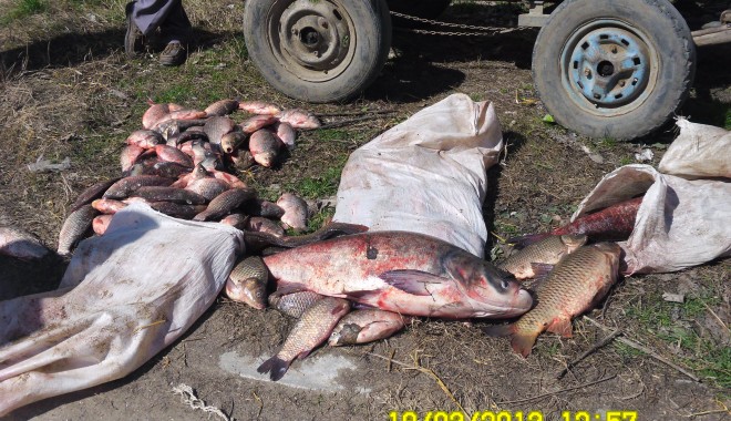 100 de kilograme de caras, confiscat de polițiștii de frontieră - sam0147-1363767112.jpg