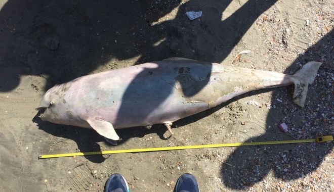 Săptămână neagră pentru delfinii din Marea Neagră! - saptamananeagradelfini-1567204110.jpg