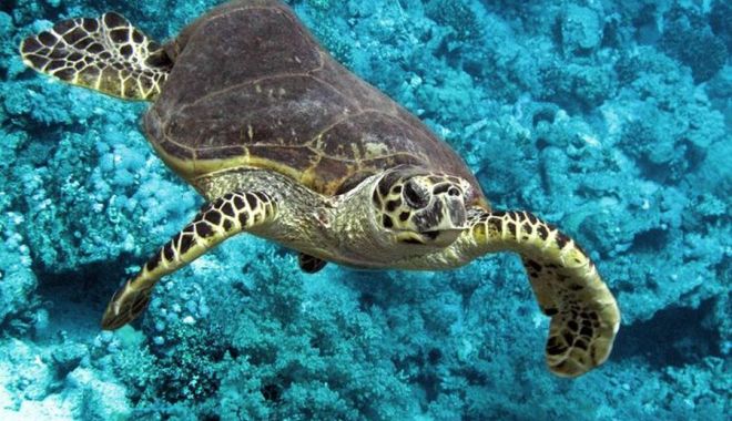 Şapte oameni au murit în Zanzibar după ce au mâncat o specialitate locală - sapteoameniaumurit-1638559274.jpg