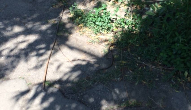 MĂMICI, ATENȚIE PE UNDE VĂ PLIMBAȚI CU CEI MICI! SUNT ȘERPI ÎN PARCUL TĂBĂCĂRIE DIN CONSTANȚA - sarpe-1467880131.jpg