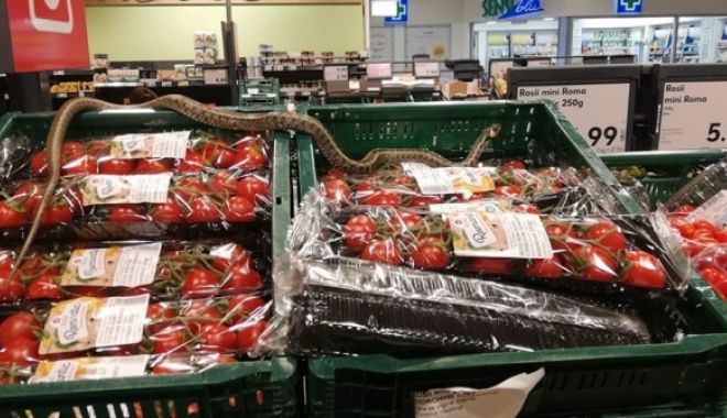 Șarpe găsit pe rafturi într-un supermarket. 