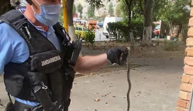 Șarpe lângă un bloc de pe Soveja! Au intervenit jandarmii - sarpe-1602664217.jpg