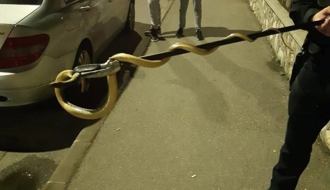 Un șarpe mare a fost scos de jandarmi, de la motorul unei mașini - sarpe-1684596803.jpg