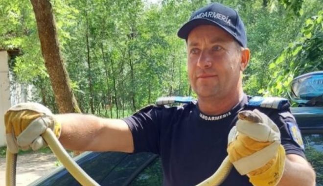 Şarpe de un metru şi jumătate, găsit pe stradă; jandarmii şi pompierii au intervenit pentru îndepărtarea lui