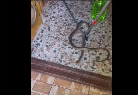 Șarpe într-un apartament din municipiul Constanța, capturat de jandarmi - sarpe-1720879297.jpg