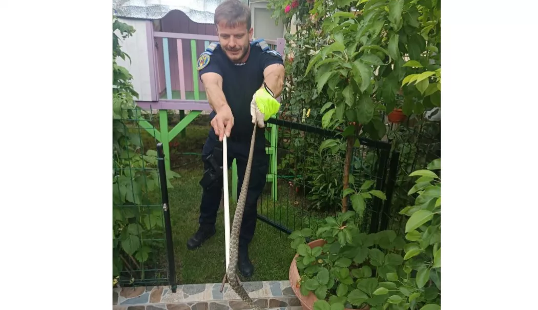 Șarpe găsit într-o gospodărie din Năvodari. Jandarmii au intervenit pentru capturarea reptilei - sarpe-1781020259.webp