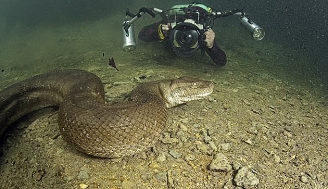 Un scafandru a fotografiat un șarpe gigant / Galerie foto - sarpe2-1352551333.jpg