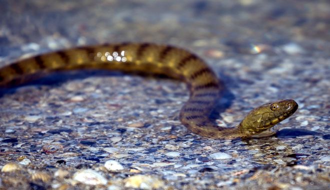 Alertă în Parcul Tăbăcăriei. Un șarpe a băgat spaimă în mămici și copii - sarpe2-1526398580.jpg