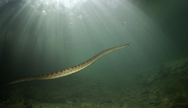 Un scafandru a fotografiat un șarpe gigant / Galerie foto - sarpe4-1352551352.jpg