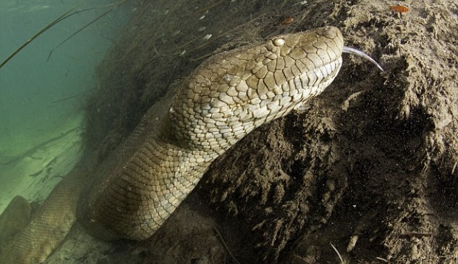Un scafandru a fotografiat un șarpe gigant / Galerie foto - sarpe6-1352551367.jpg
