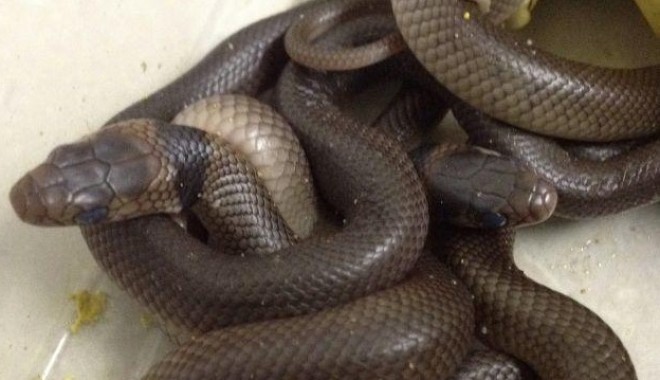 Cuib de pitoni, descoperit la o grădință din Darwin - sarpecresaaustralia-1357924620.jpg