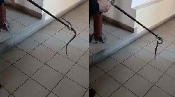 Șarpe găsit sub un autovehicul, altul într-o stație ITP. Ce ne recomandă jandarmii să facem în astfel de cazuri - sarpestatieitpdrobetaturnuseveri-1683383909.jpg