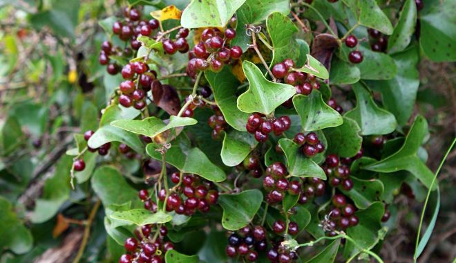 Extractele de sarsaparilla au acţiuni antiinflamatoare - sarsaparilla1-1637075051.jpg