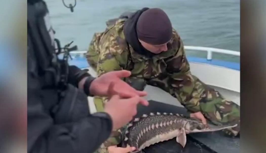 Șase exemplare de sturion redate mediului natural şi 110 kilograme de pește capturat ilegal, descoperite de polițiști